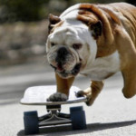 Biuf il bulldog che corre sullo skateboard